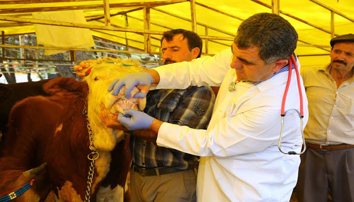 “Kurbanlık Seçerken Tüylerine ve Dişlerine Bakın”
