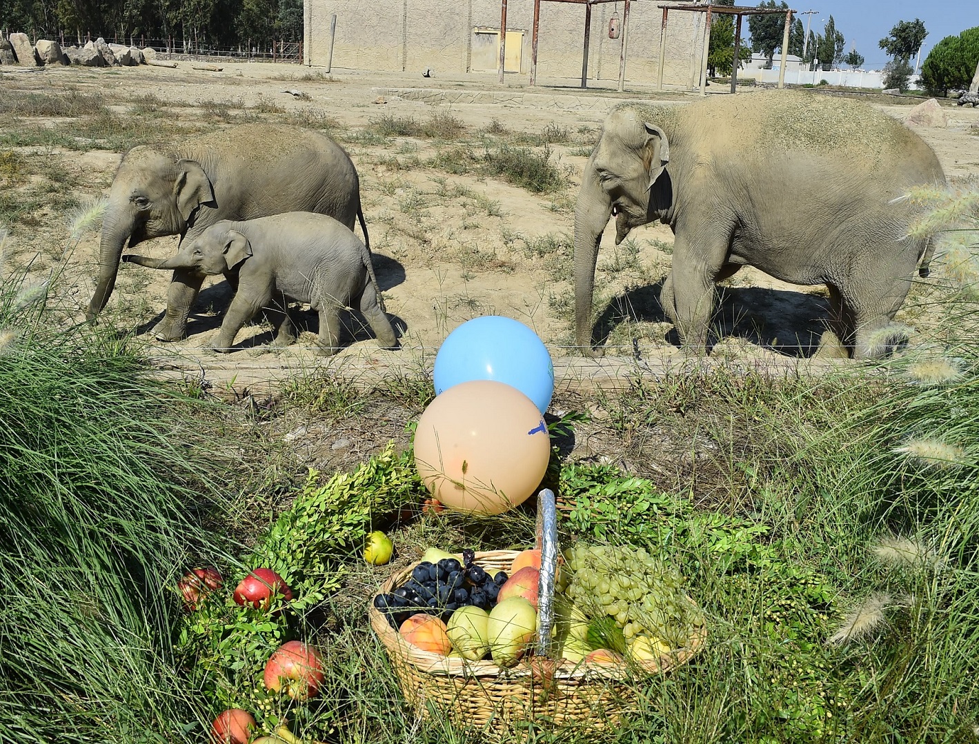 1 yılda 300 kilo aldı