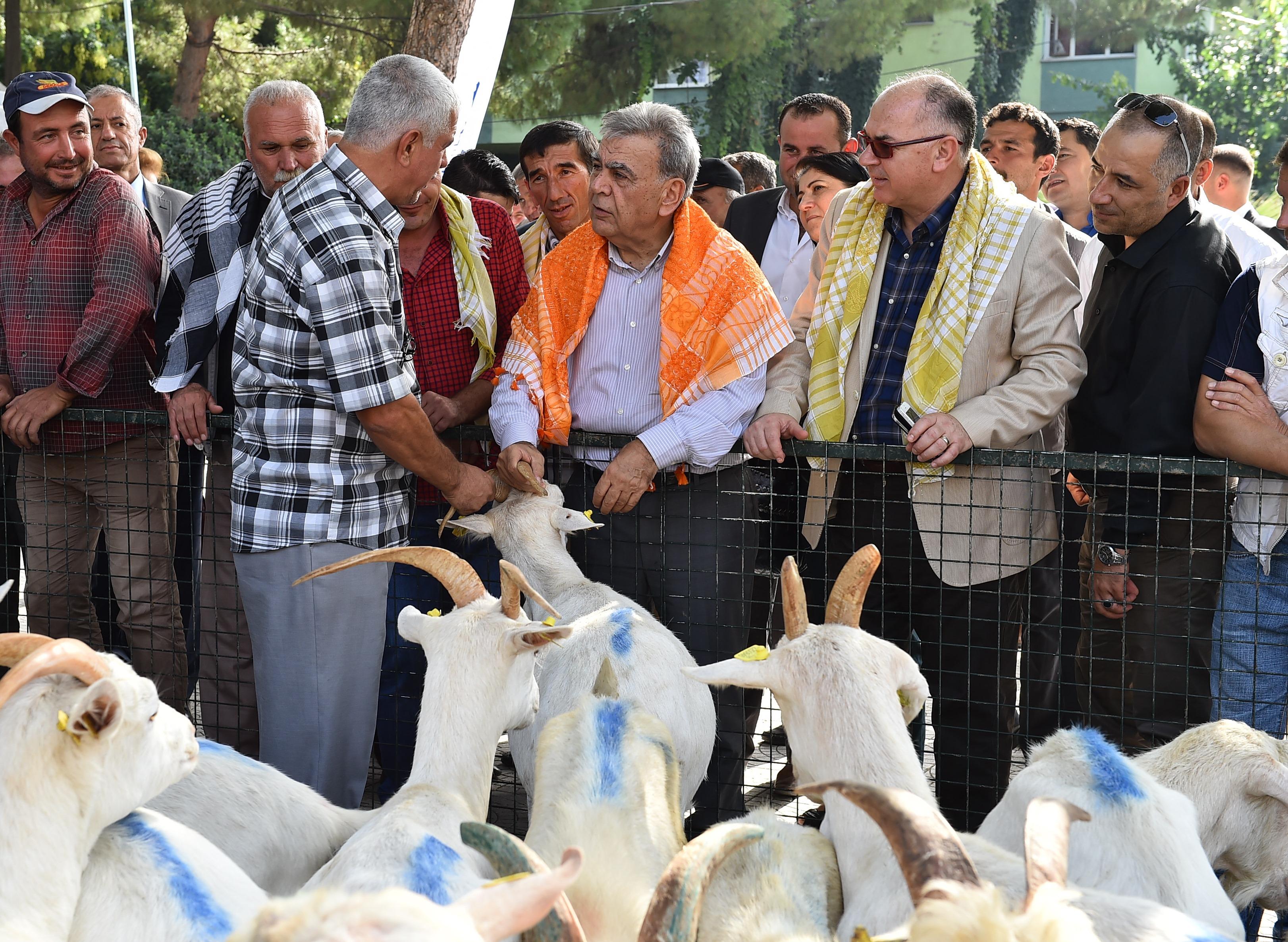 Koyun ve keçiler Büyükşehir'den