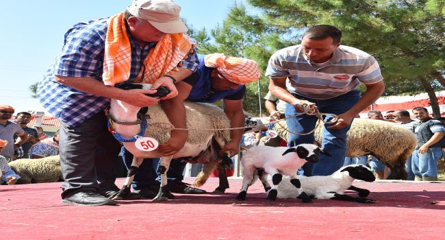 Sakız Koyunu podyuma çıktı