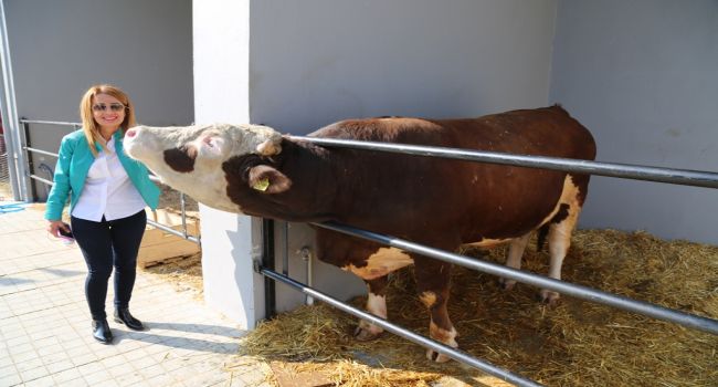 Canlı Hayvan Fuarı ziyaretçi rekoru kırdı