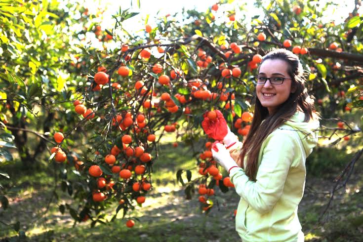 Yerli malı haftasında organik mandalina