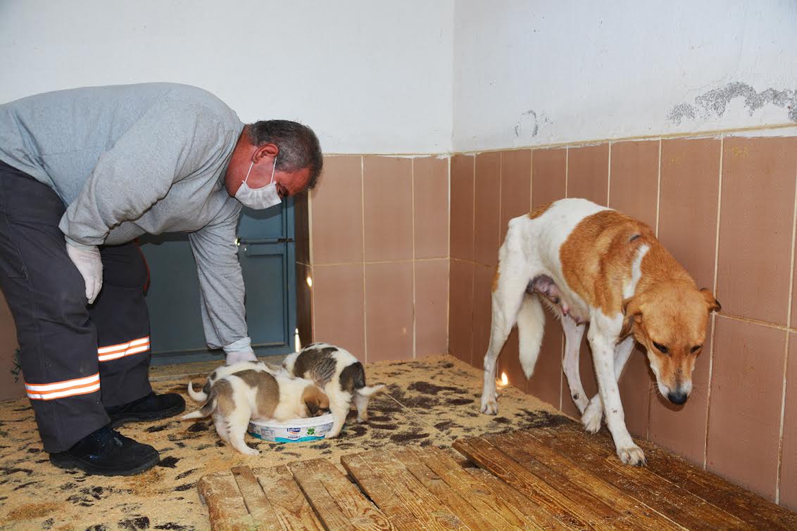 SOKAK HAYVANLARINA 5 YILDIZLI BAKIMEVİ