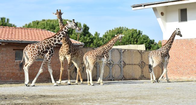 İzmir’in “en uzun boylu” ailesi buluştu