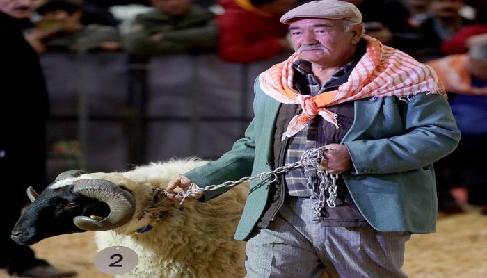 ŞAMPİYON KOYUN VE KEÇİLER BU FUARDA!