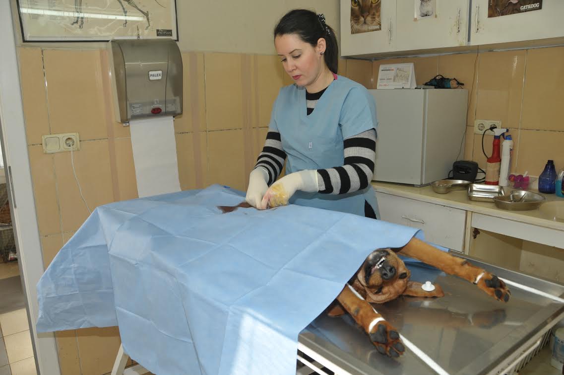 Hastane gibi barınak