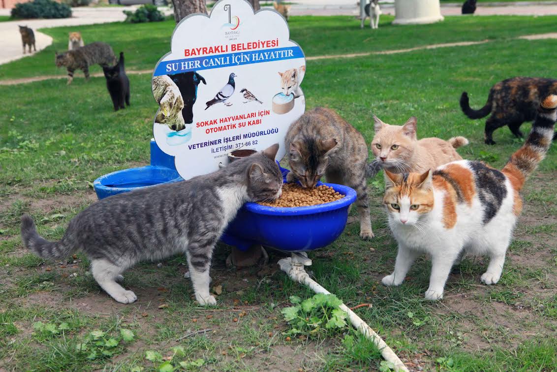 Can dostlarımızı unutmayın!