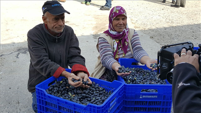 Zeytin üreticisine kalite desteği