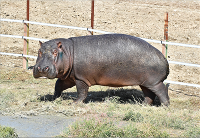 Berlin'de doğdu, İzmirli oldu