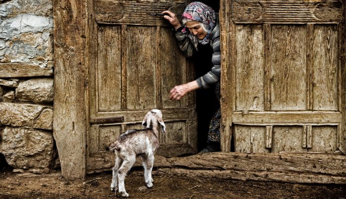 “Şevkat” birinci oldu