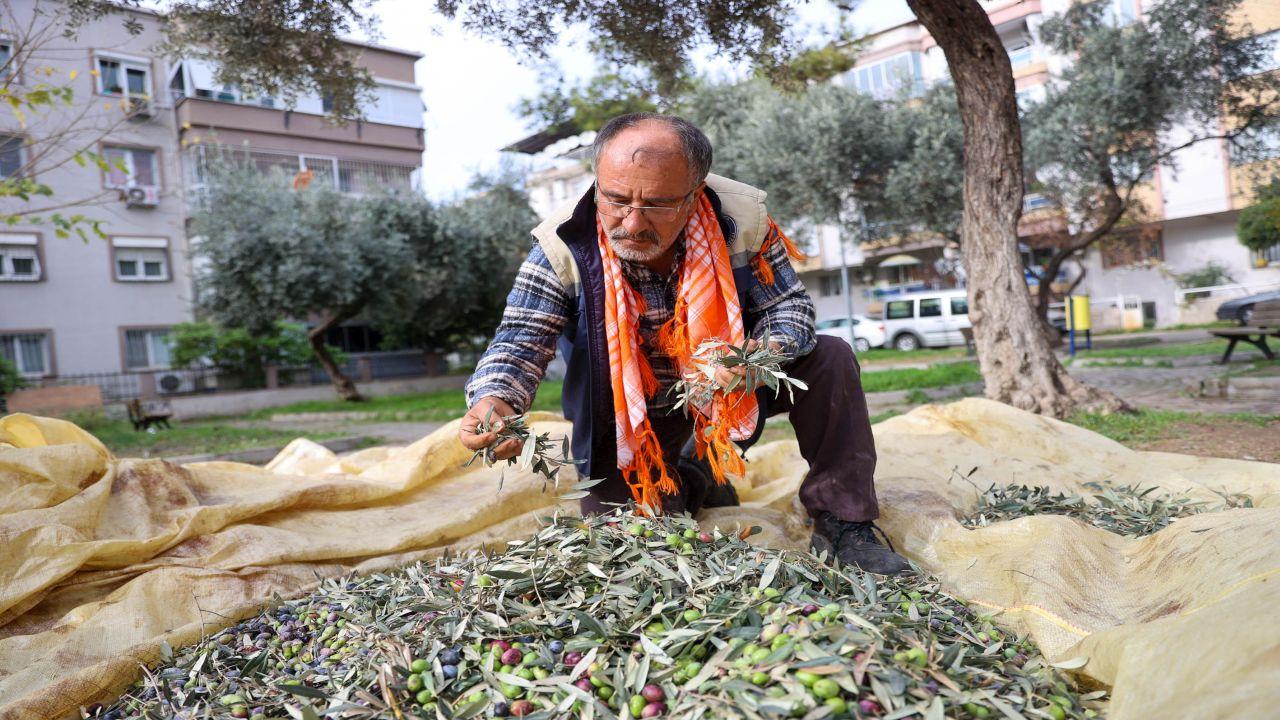 Buca’da Zeytin Mevsimi Başladı