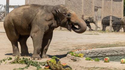 İzmir Doğal Yaşam Parkı’nın fillerine hayat kurtaran ayak bakımı