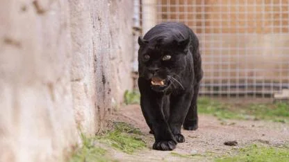 Doğal Yaşam Parkı’nın jaguarı Juliet yaşama veda etti
