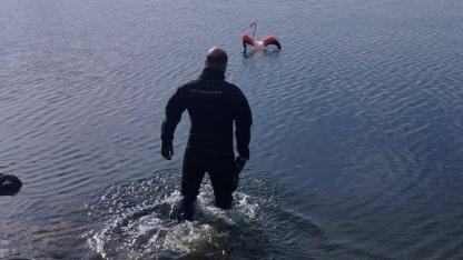 Flamingoya hayat veren kurtarma operasyonu