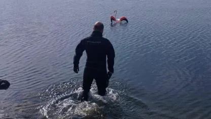 Flamingoya hayat veren kurtarma operasyonu