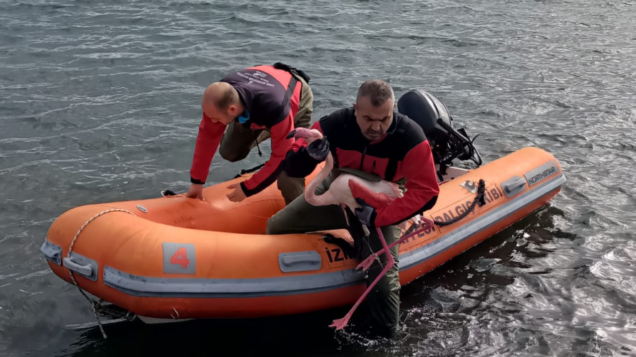 İzmir İtfaiyesi ayağına misina dolanan flamingoyu kurtardı