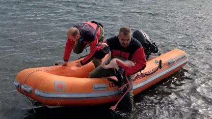 İzmir İtfaiyesi ayağına misina dolanan flamingoyu kurtardı