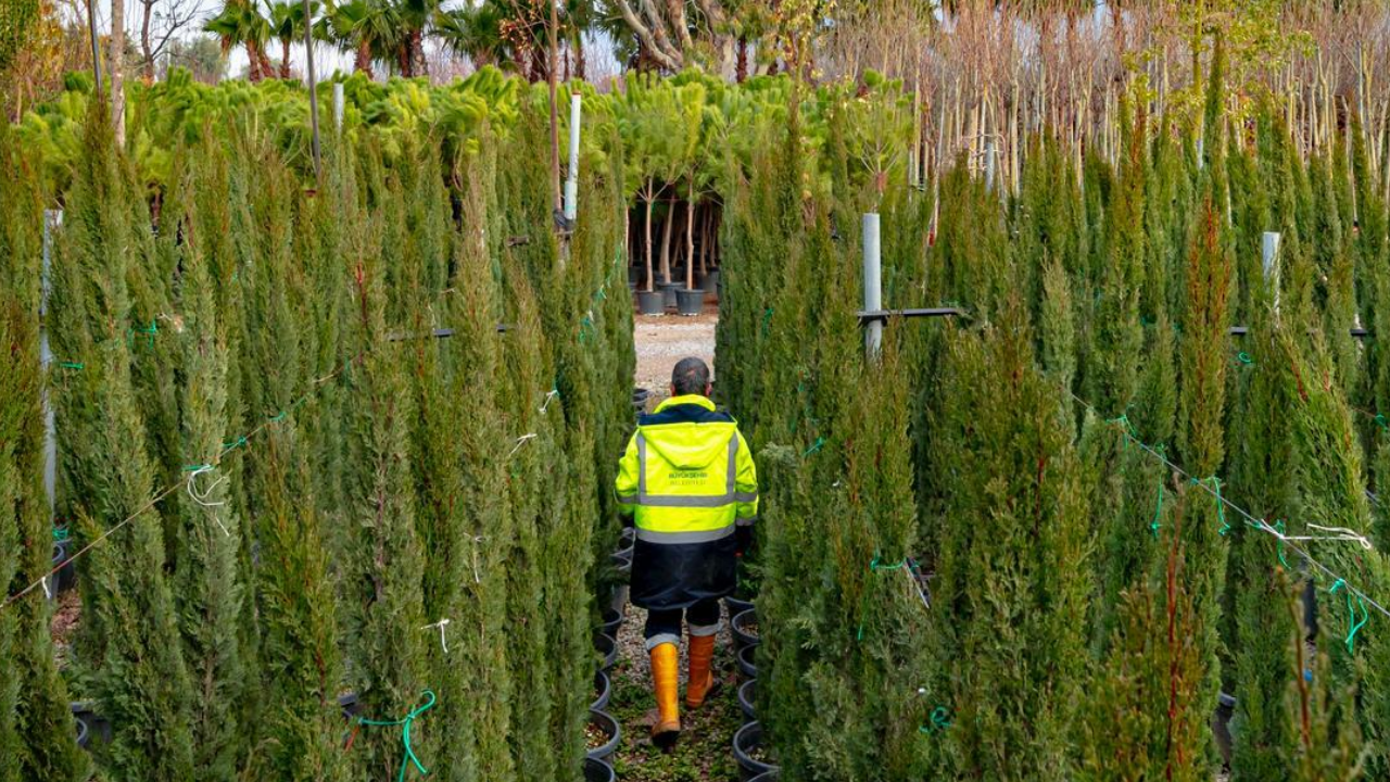 İzmir’in renkleri Büyükşehir fidanlıklarında filizleniyor