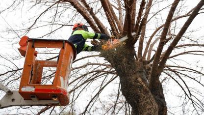 Konak’ta kış dayanışması: Budanan ağaçlar yuvaları ısıtıyor