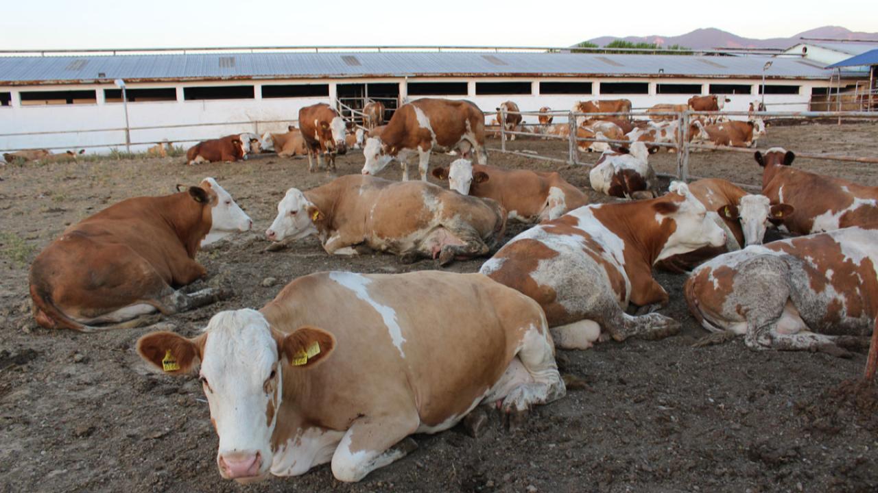 Tarım Danışmanı Sever: 2025’te Tarım ve Hayvancılık Büyük Kan Kaybetti