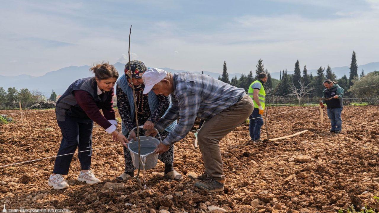 Kesilen cevizlerin yerine umut filizlendi