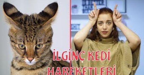 Kedi Dili ve Edebiyatı - Kedilerde Beden Dili Nasıldır?