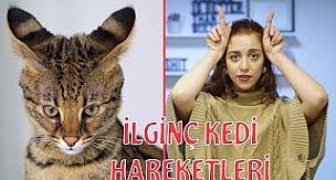 Kedi Dili ve Edebiyatı - Kedilerde Beden Dili Nasıldır?